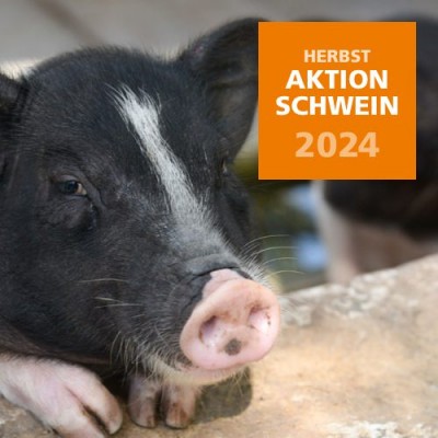 2024 Herbstaktion Schwein