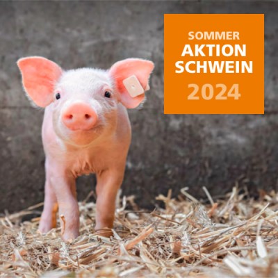 2024 Sommeraktion Schwein