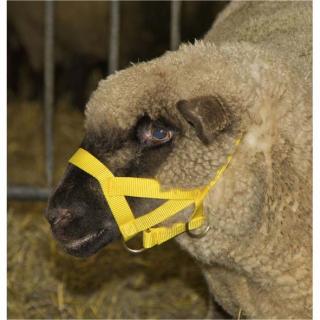 Kopfhalfter für Schaf und Bock Polyamid gelb